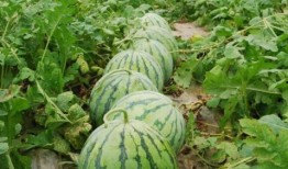 太原大瓜爆料视频大全,一网打尽热门事件幕后真相